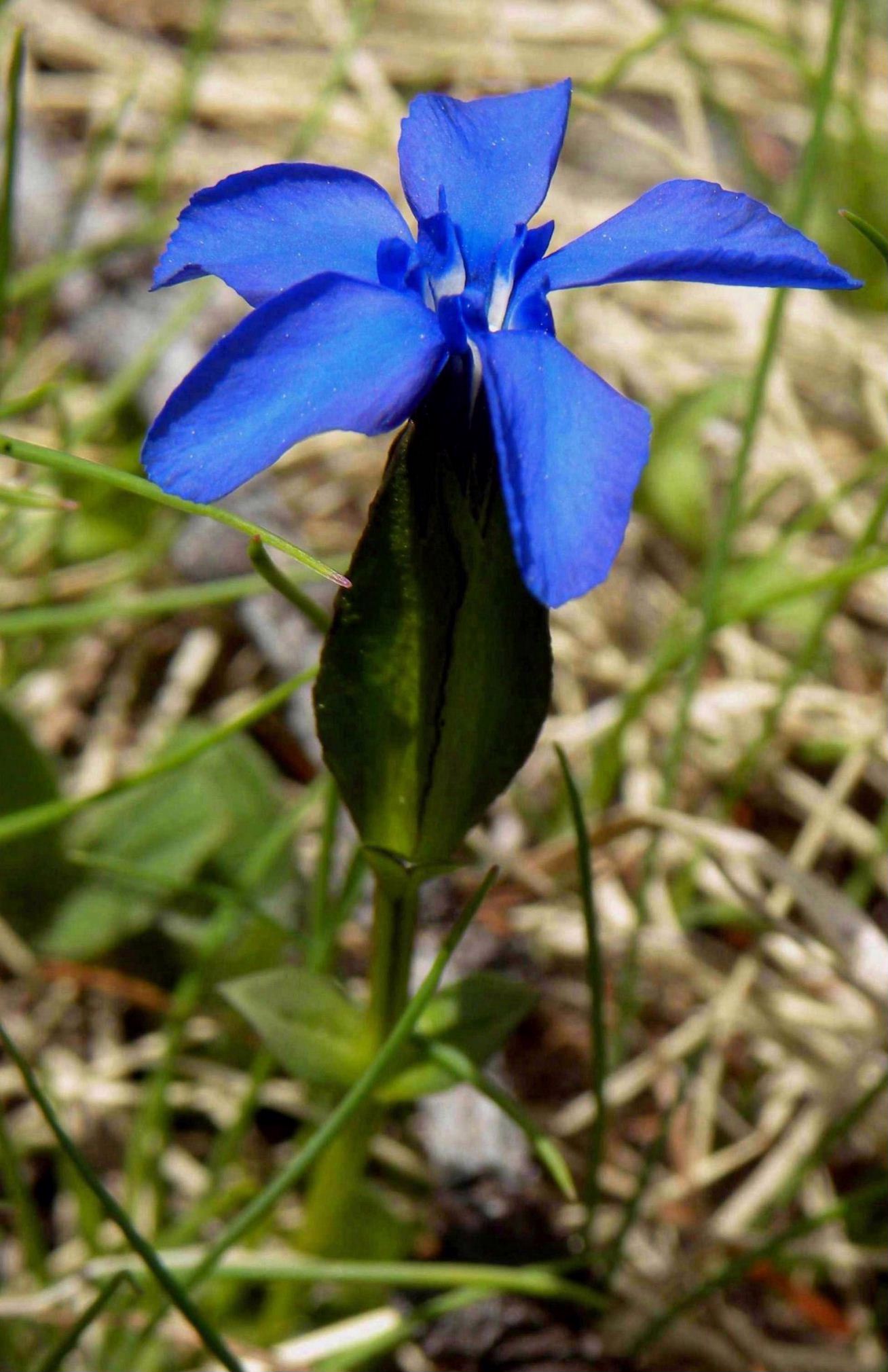 Gentiana verna